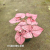 Caladium Biocolor Wholesale Nursery Indoor Potted Green Plants Ornamental Bonsai Beautiful Indoor Plant