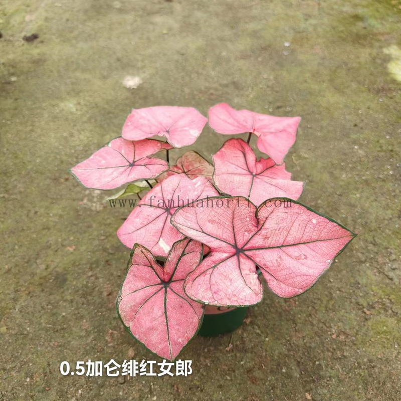 Caladium Biocolor Wholesale Nursery Indoor Potted Green Plants Ornamental Bonsai Beautiful Indoor Plant