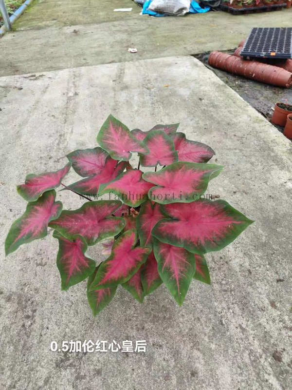 Caladium Biocolor Wholesale Nursery Indoor Potted Green Plants Ornamental Bonsai Beautiful Indoor Plant