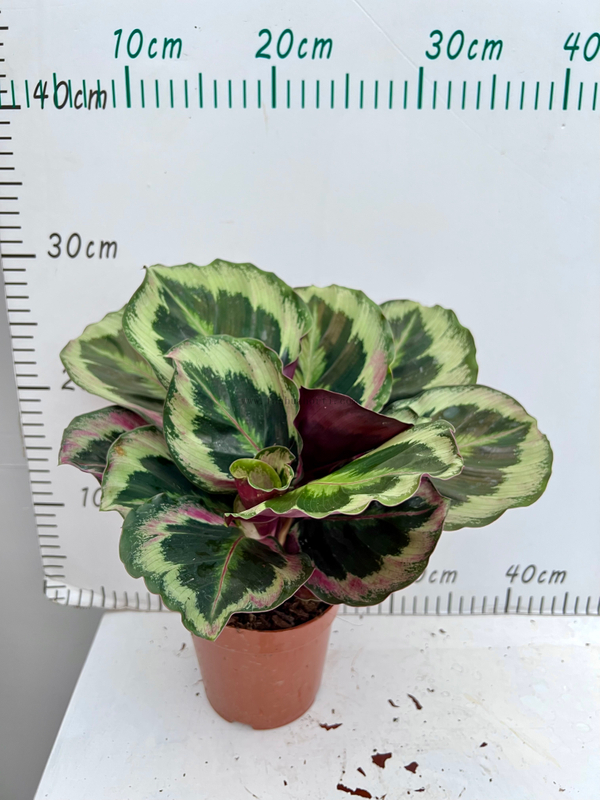 Black Rose Calathea 120#