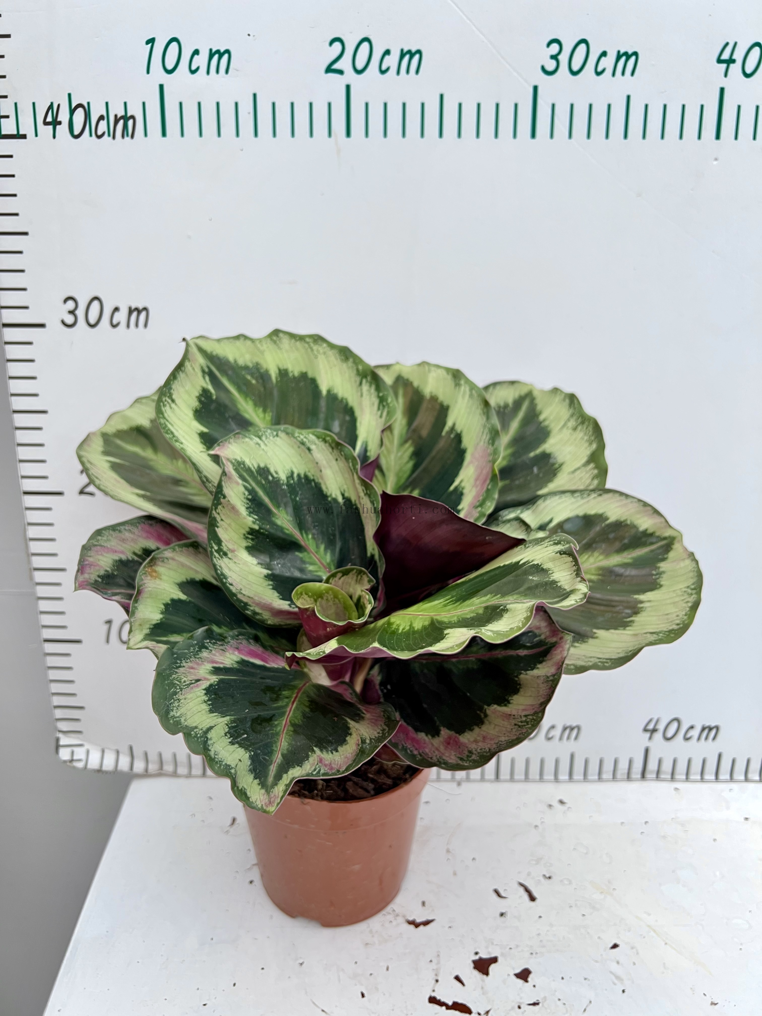 Black Rose Calathea 120#