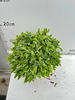 Beauty Ficus 120#