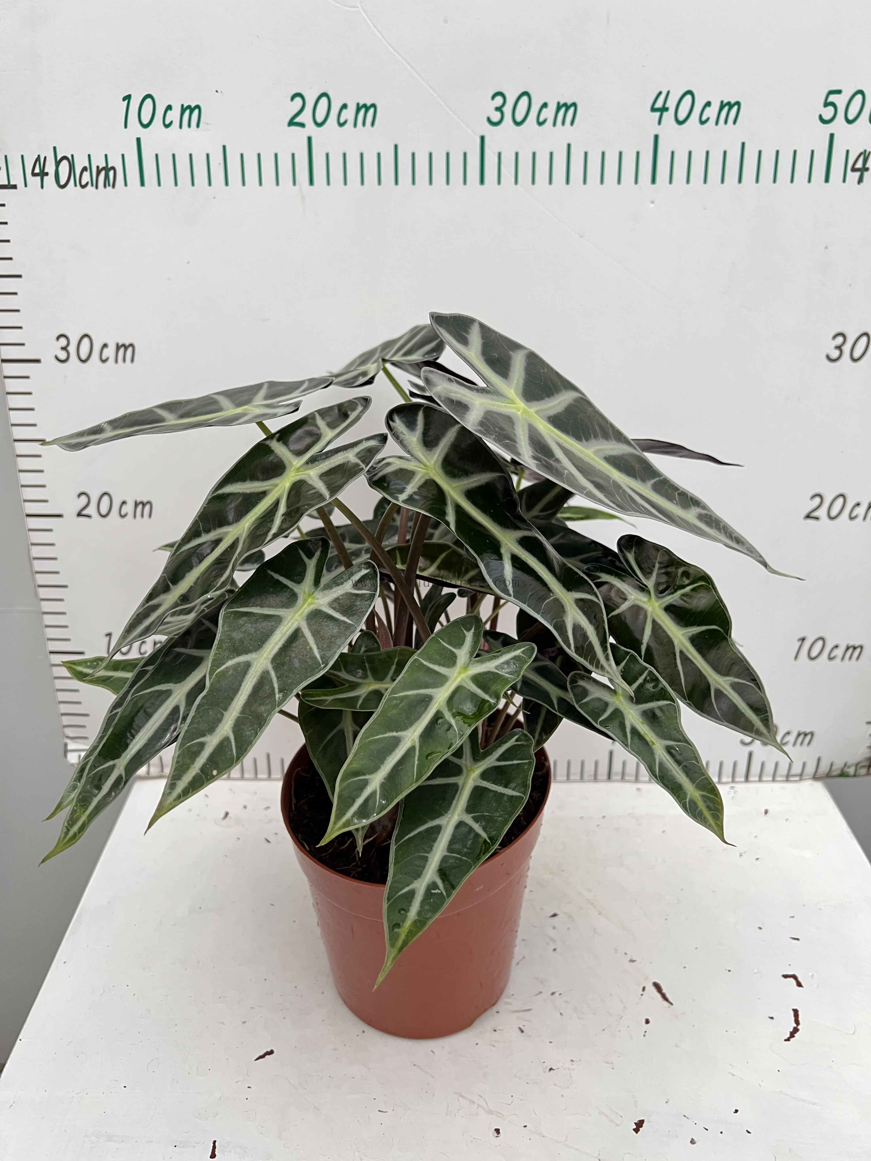 Small Godness Alocasia 150#