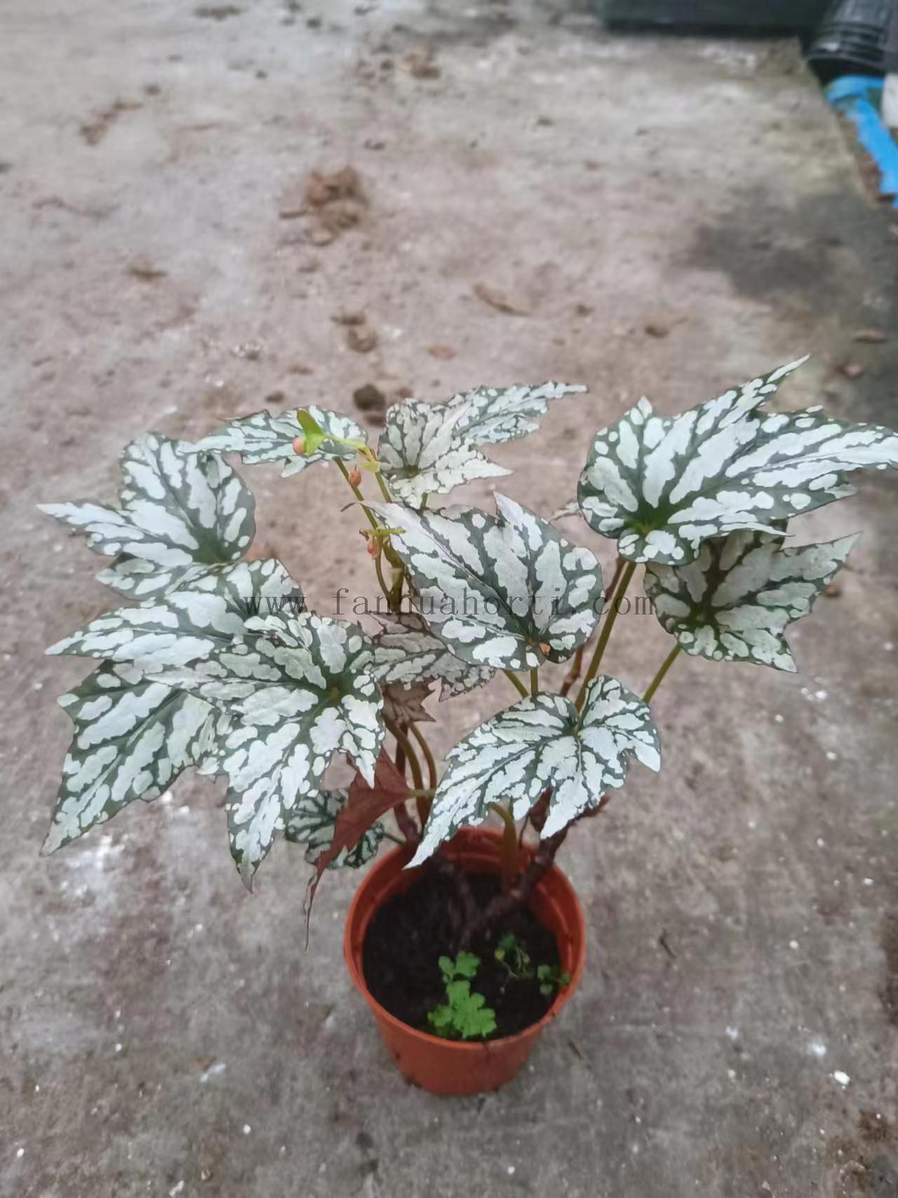 Begonia Alveolata 90#