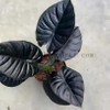Infernalis Alocasia 