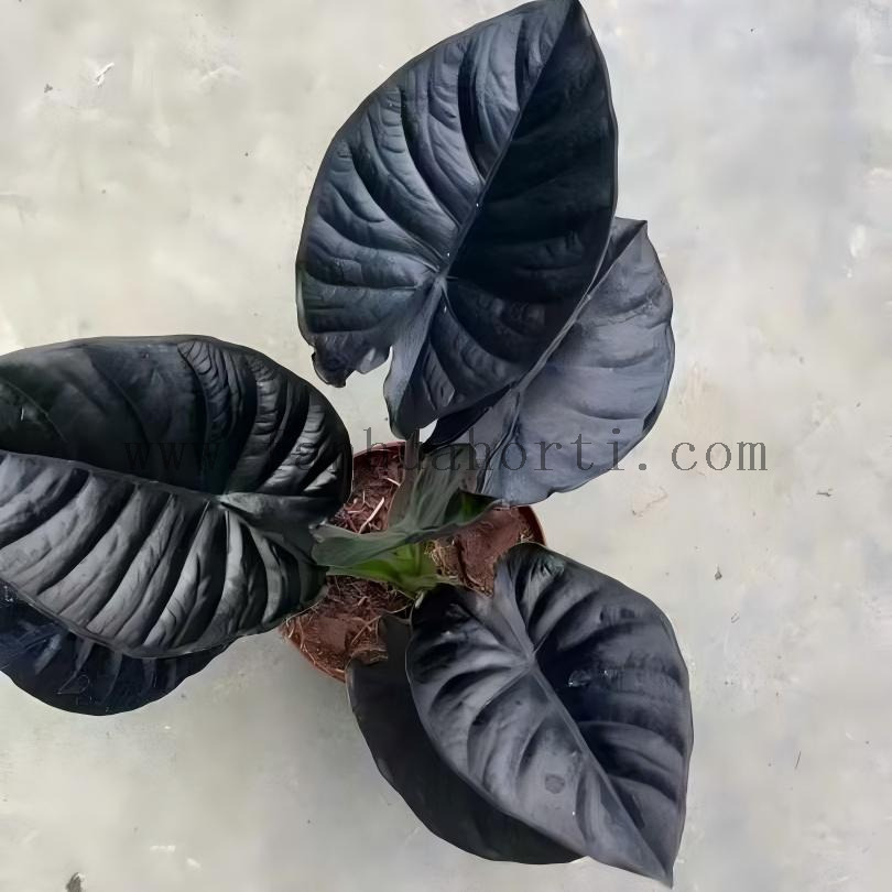 Infernalis Alocasia 