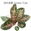 Gold pink Aglaonema