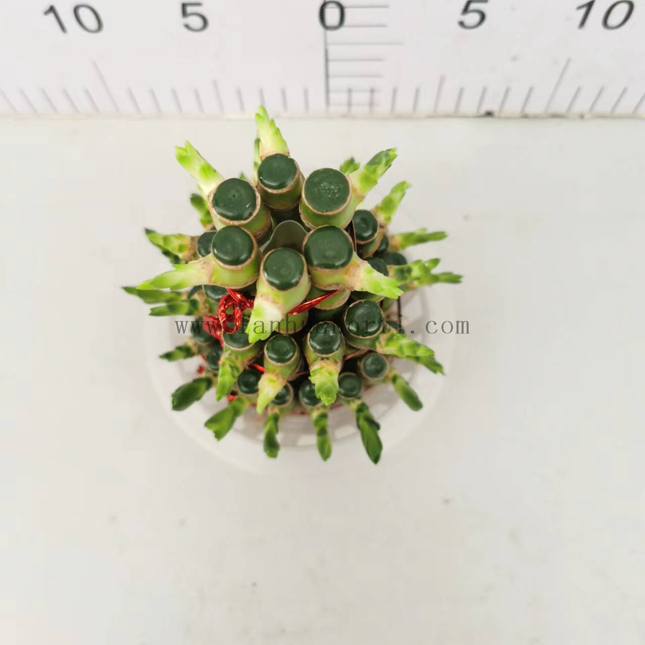 small 3 layers lucky bamboo 