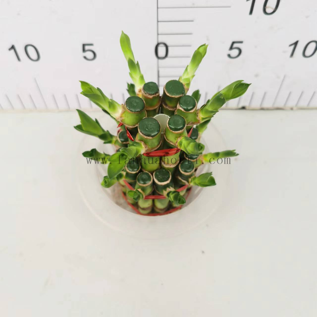 Small 2 layers lucky bamboo