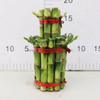 Large 2 layers lucky bamboo 