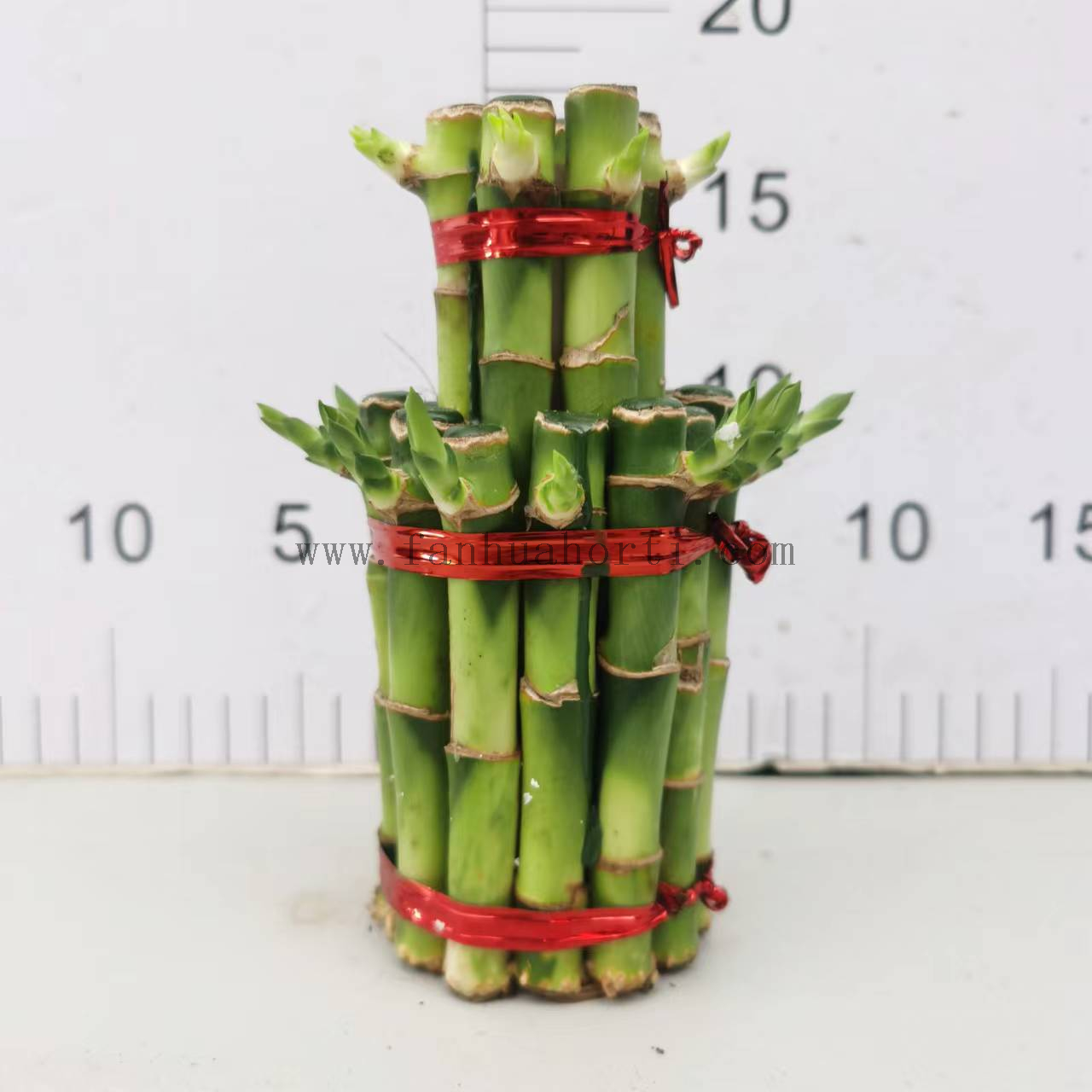 Large 2 layers lucky bamboo 