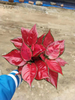 Red Beauty Aglaonema