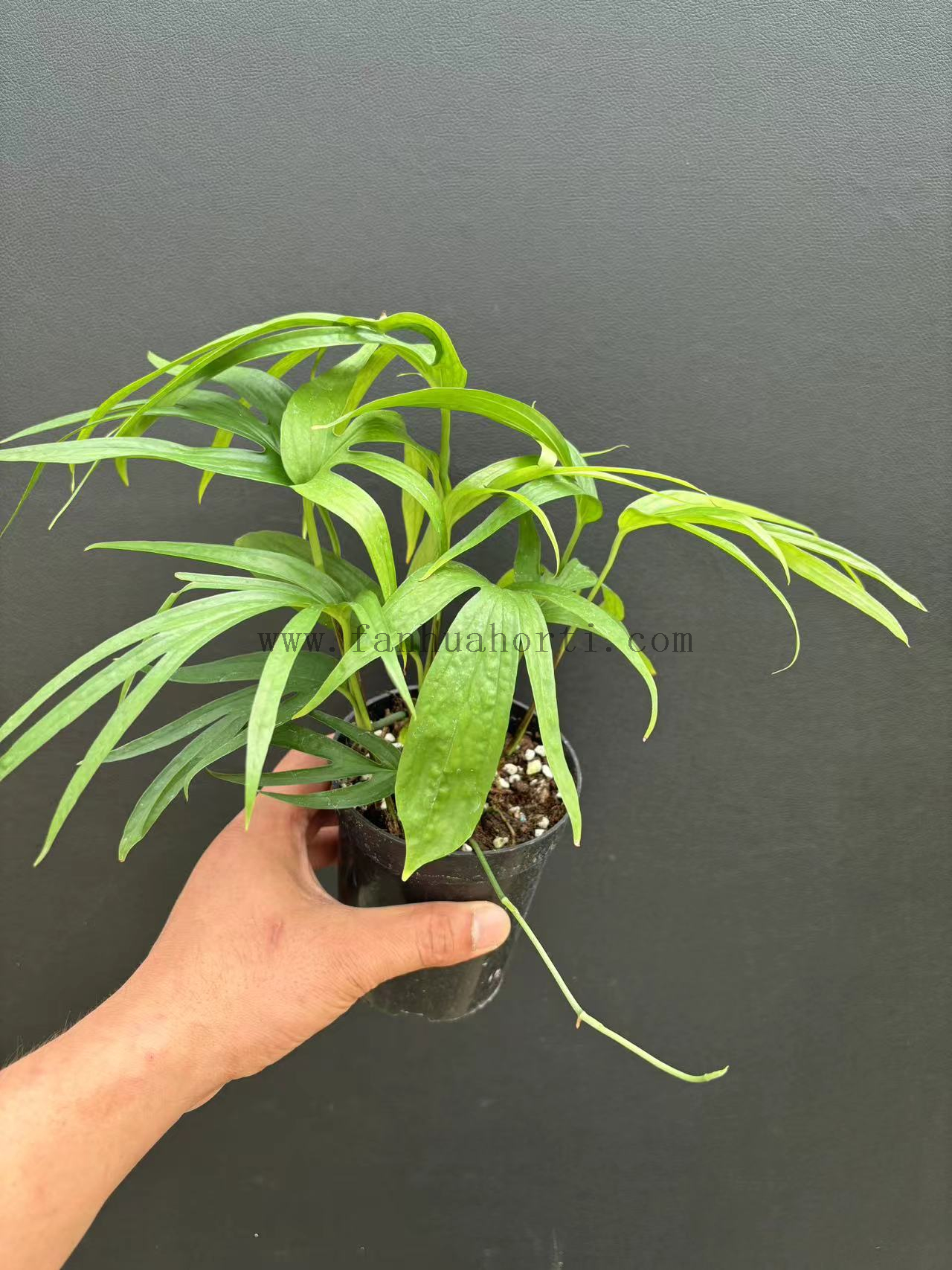 Philodendron AmydriumZippelianum