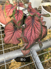 Caladium zhong wuyan pink jelly rice bean like smoke honey