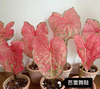 Caladium toe shoe hot heart hearts A strawberry star spiritual beautifulness