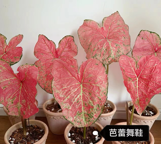 Caladium toe shoe hot heart hearts A strawberry star spiritual beautifulness