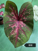 Caladium bicolor Pink summer tapestry froth rosebud Pink beauty lava