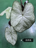 Caladium Brandi cherry pale moonshine fantasy white queen bicolor celebrttion