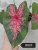 Caladium Facing Sun Firemen Red Wine Cherry Aquaman Wave Bicolor Blushing Bride