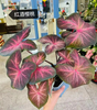 Caladium Facing Sun Firemen Red Wine Cherry Aquaman Wave Bicolor Blushing Bride