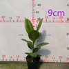 Shivereana Ficus