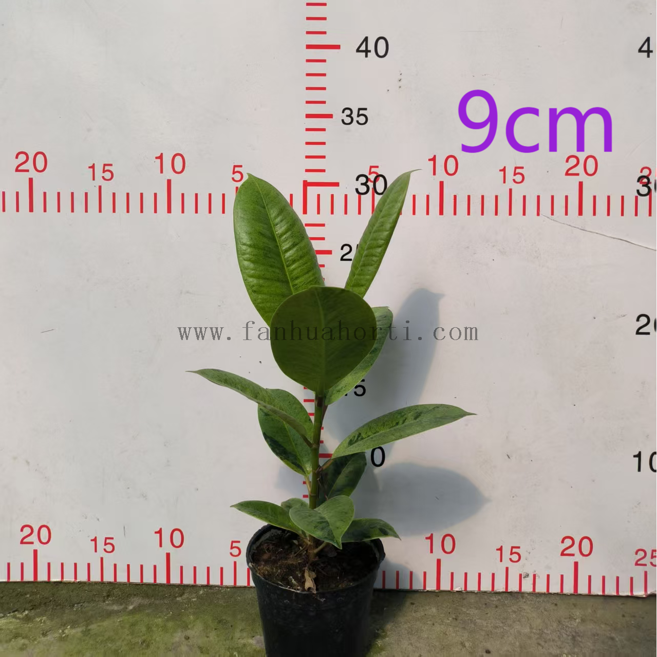 Shivereana Ficus