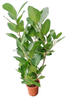Audrey Ficus for Indoor