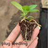 Audrey Ficus 