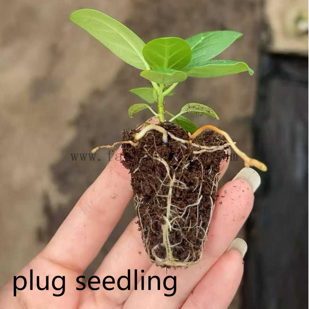 Audrey Ficus 