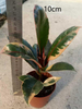 Ruby Ficus 
