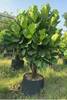 Lyrata Ficus for Indoor