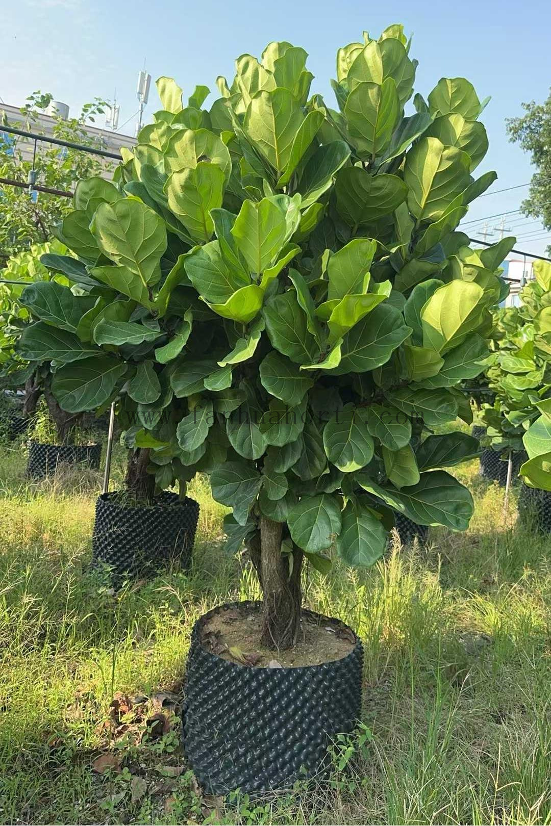Lyrata Ficus for Indoor
