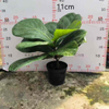 Lyrata bambino Ficus f