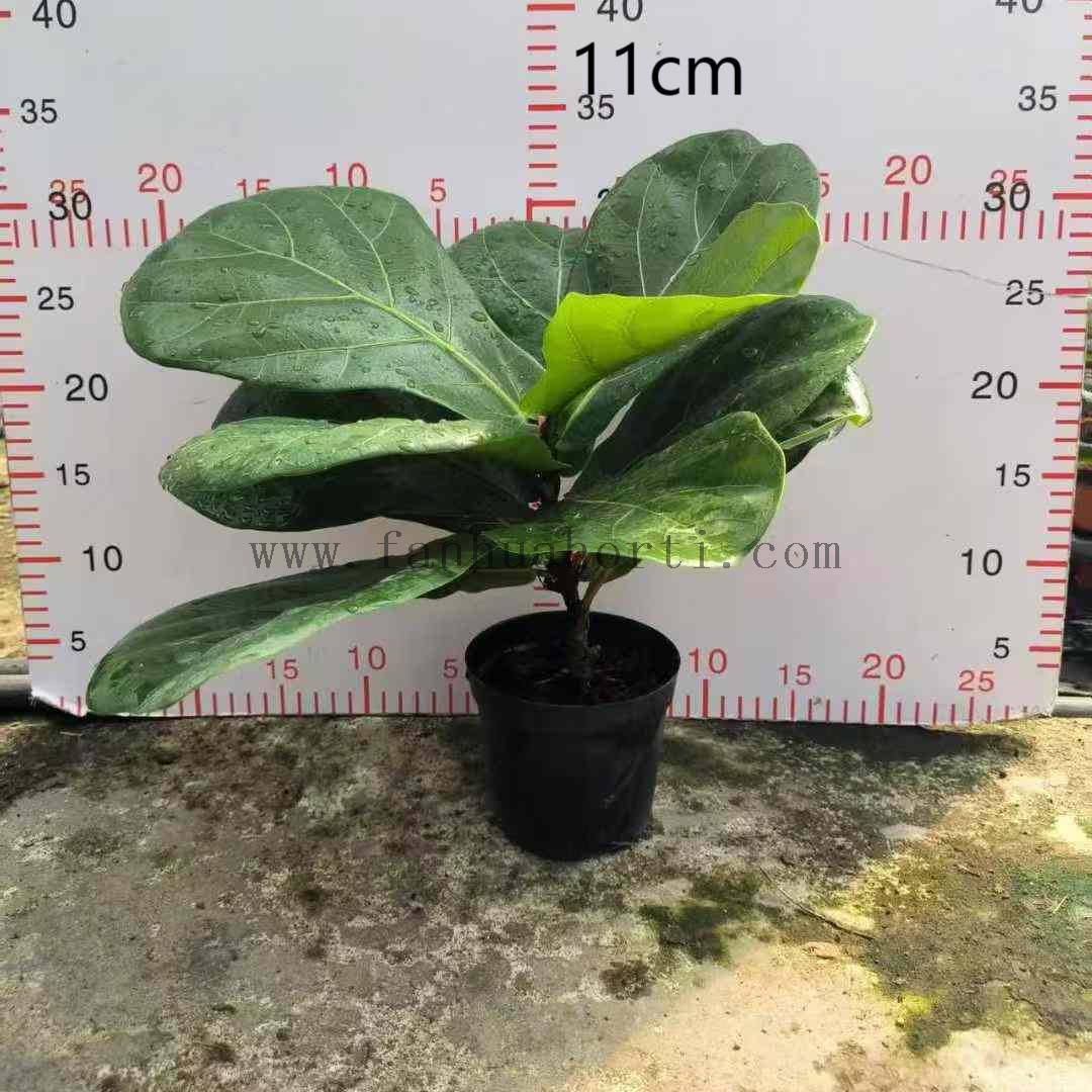 Lyrata bambino Ficus f
