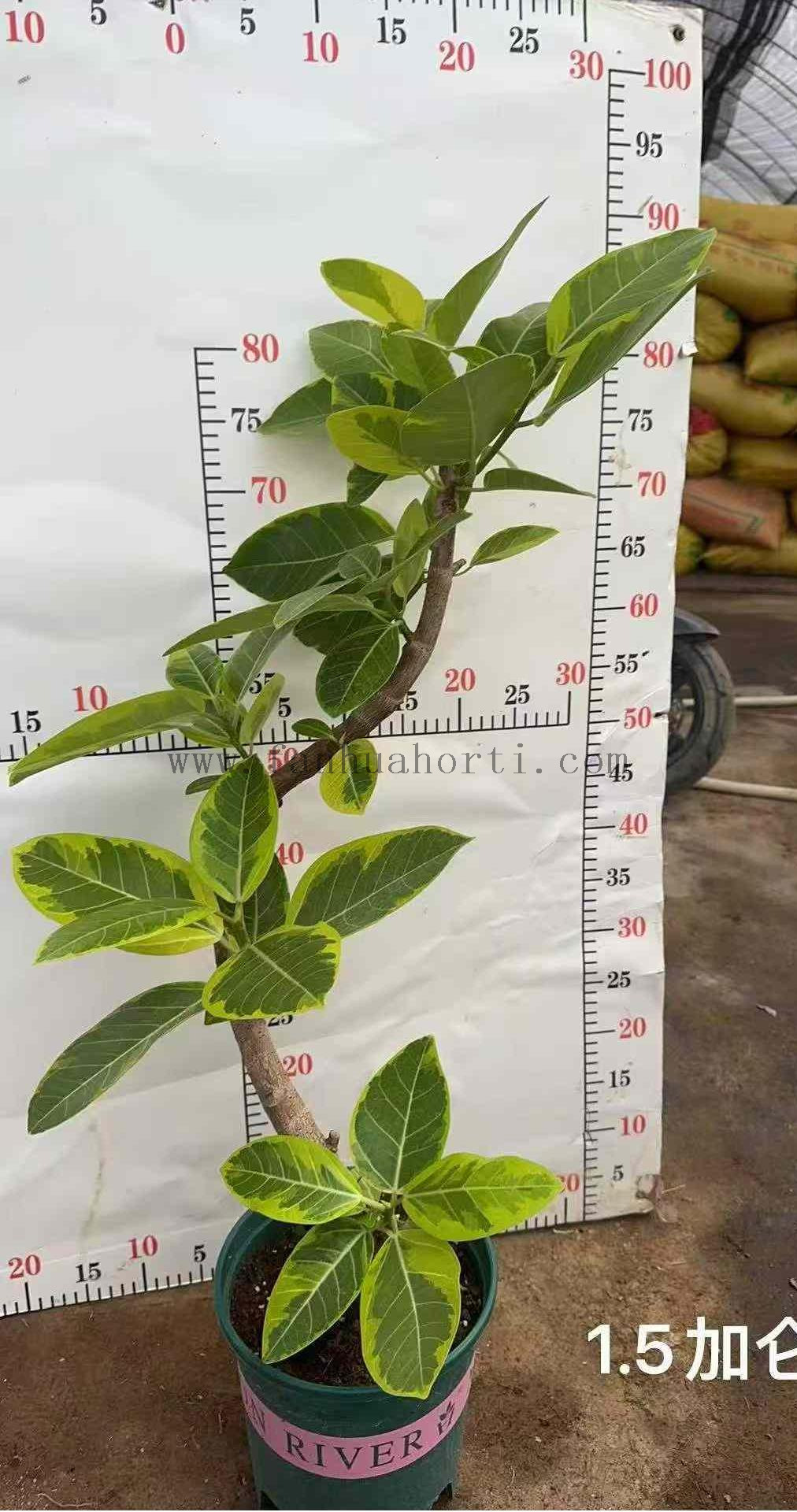 花叶富贵榕1.5加仑