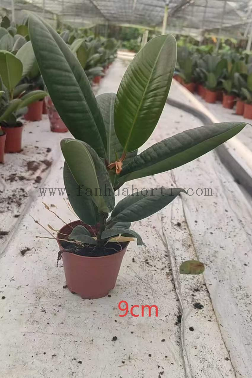 绿金刚90