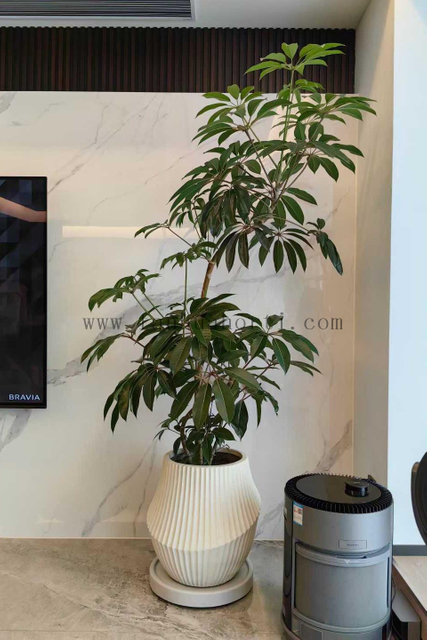 Alpine Schefflera