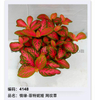 Fittonia 80#