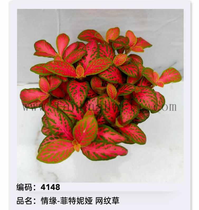 Fittonia 80#