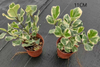 Trangularis Ficus