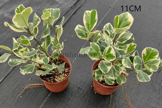Trangularis Ficus