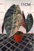 Suhirmaniana Alocasia