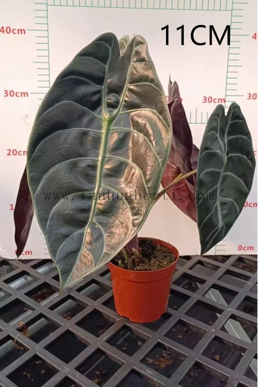 Suhirmaniana Alocasia
