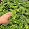 Variegated Pink Dragon Alocasia 