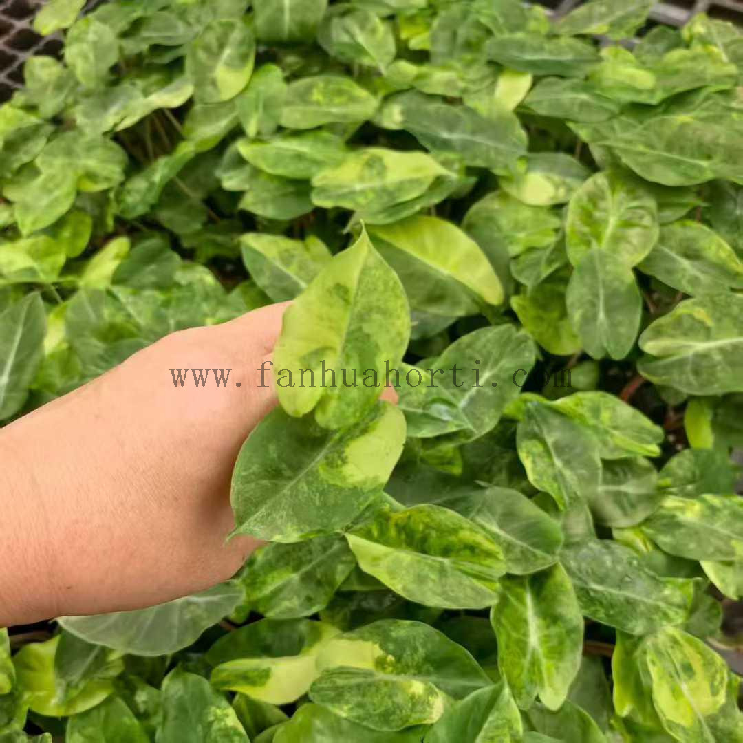 Variegated Pink Dragon Alocasia 