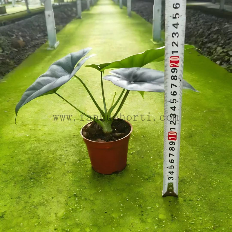 Reversa Alocasia