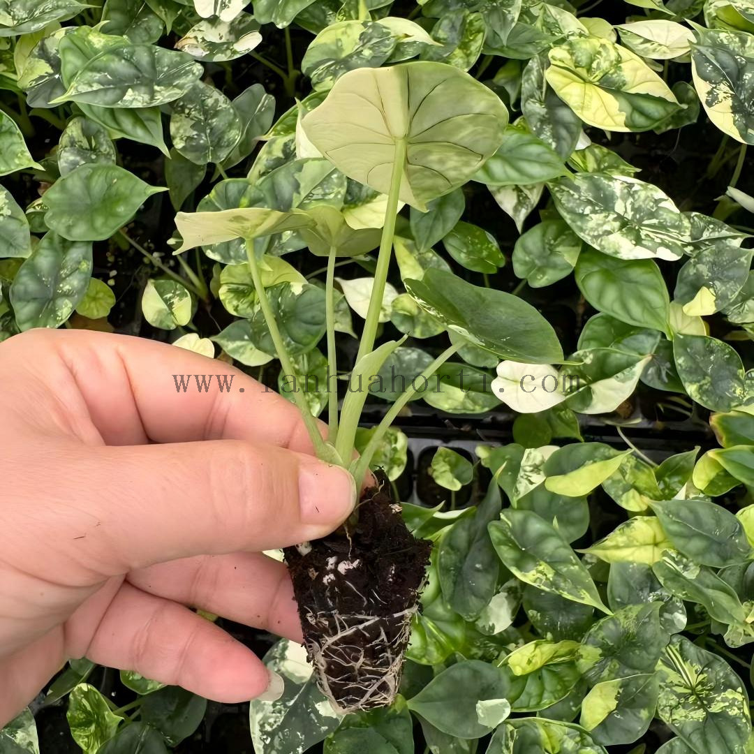 龙鳞海芋锦苗-2