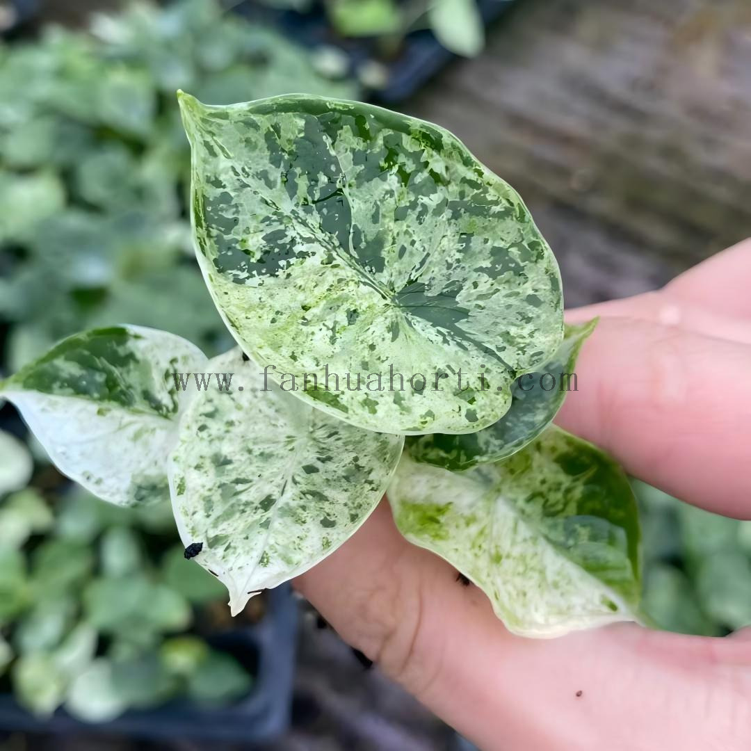 薄荷龙鳞海芋锦-1