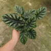 Sinuata Alocasia