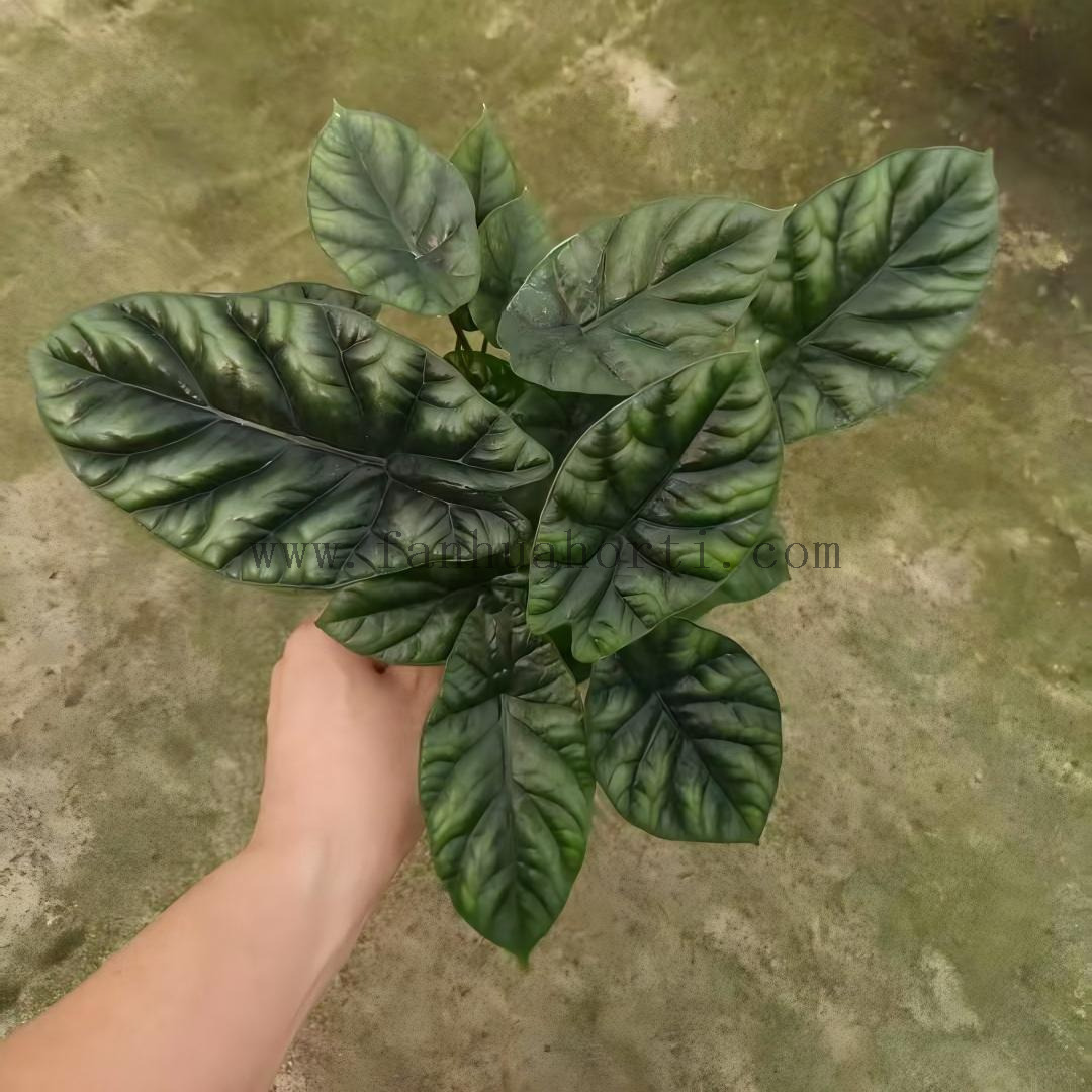 Sinuata Alocasia